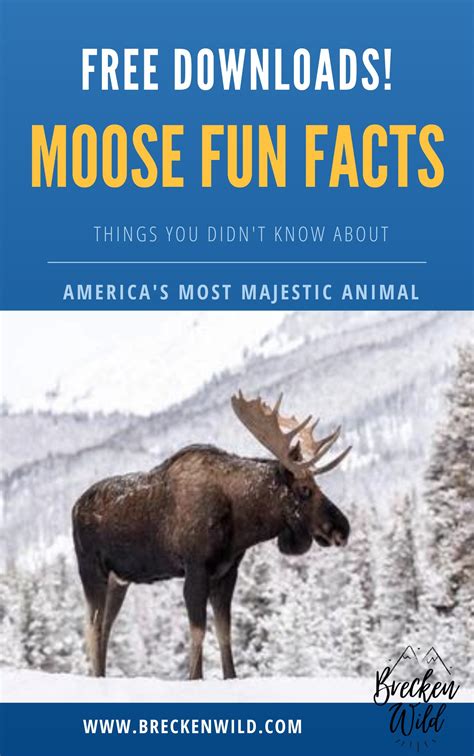 MOOSE FUN FACTS!