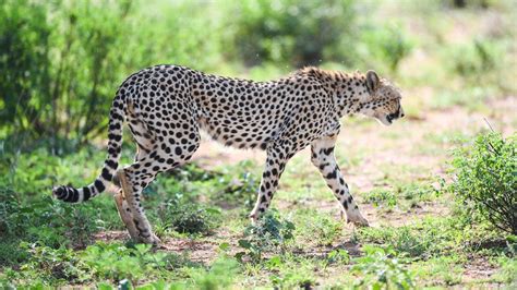 SC Allows Govt to Bring African Cheetah to Suitable Indian Habitat