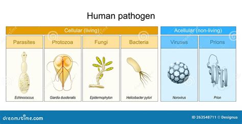 Bacteria And Viruses Vector Line Icons Set. Bacteria, Viruses, Microbes ...