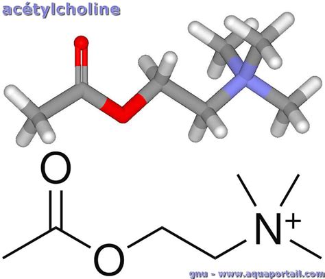 Structure Of Acetylcholine