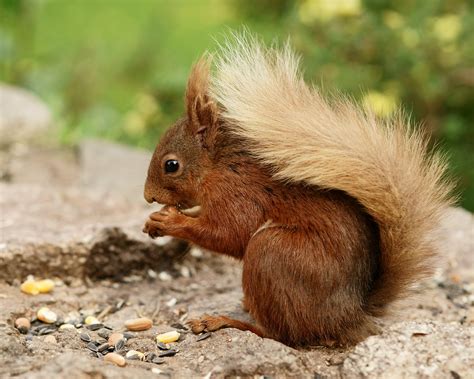 Brown squirrel eating nuts HD wallpaper | Wallpaper Flare