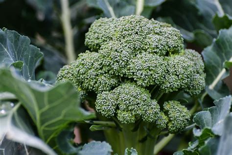 Best Companion Plants for Broccoli in the Vegetable Garden