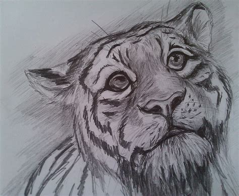 Tiger Face Drawing Pencil at GetDrawings | Free download