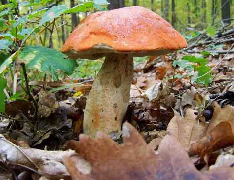 Identification Method of Porcini Mushroom – How To Grow Mushrooms