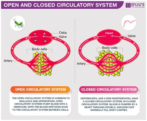 Closed Circulatory System Definition Biology