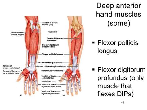 Print Muscles of the Forearm and Hand flashcards | Easy Notecards