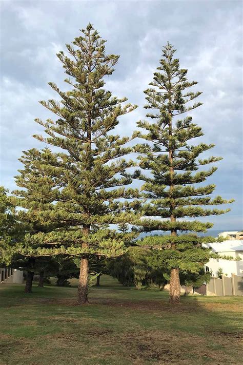 Why, When, and How to Repot Norfolk Island Pine Trees