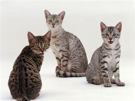 Silver Egyptian Mau Cats | Egyptian mau, Cats and kittens, Domestic cat