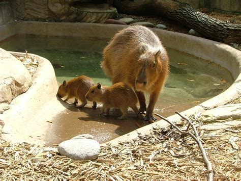 Mothers' Day at the Akron Zoo