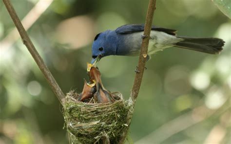 Colorful Bird Feeding Babies HD desktop wallpaper : Widescreen : High ...