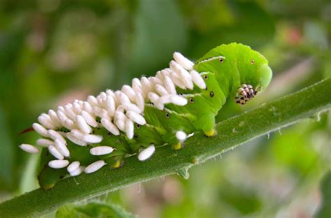 Tomato Hornworm (Five-spotted Hawkmoth): Identification, Life Cycle ...