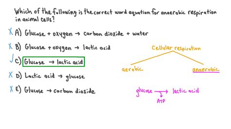 Question Video: Identifying the Word Equation for Anaerobic Respiration ...