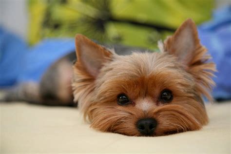 adorable, cute, puppy, yorkie - image #169718 on Favim.com