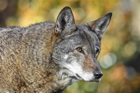 Endangered Red Wolf Photograph by Wes and Dotty Weber