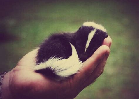 #bbskunk | Sleeping animals, Baby skunks, Cute baby animals