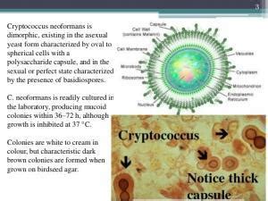 Cryptococcus Neoformans - Fungal Infections - AntiinfectiveMeds.com