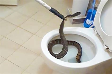 Toilet Snake | ubicaciondepersonas.cdmx.gob.mx