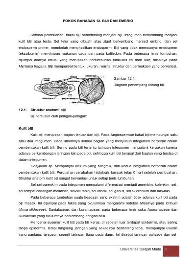 Struktur Luar Biji Benih / Pengertian Biji Macam Fungsi Bagian Dan ...