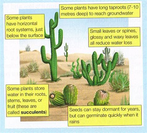 Habitat - Adaptation of Living Things to Their Habitat ClassNotes.ng