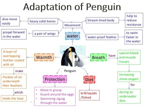 What are the behavioral adaptations of penguins? - Opera Residences