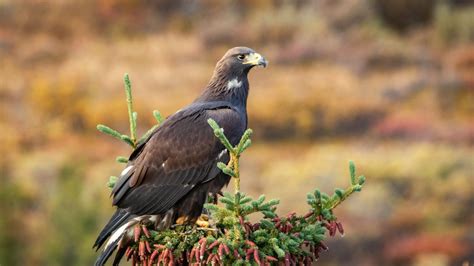 The Complete Guide to Denali National Park Wildlife