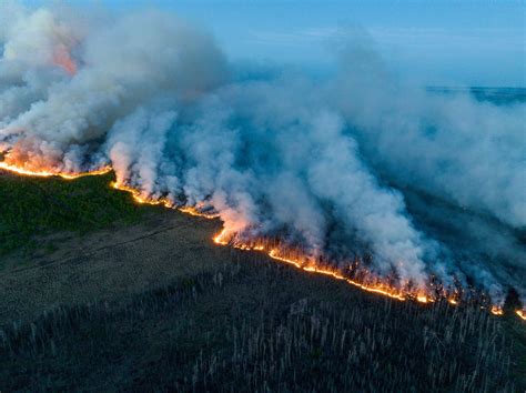 How Do Wildfires in Canada’s Boreal Forest Affect Birds Across the ...