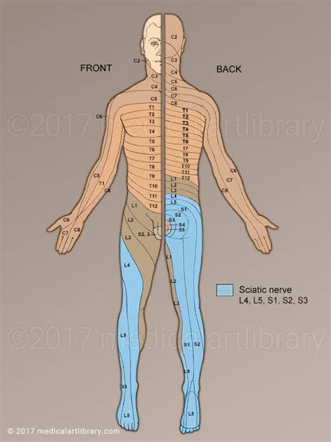 Dermatomes - Medical Art Library