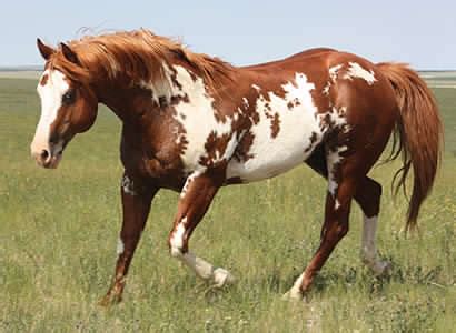 APHA Stallions, AQHA Stallion