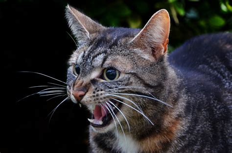 What Are the Signs of Rabies in Cats? What to Look Out For | PawTracks