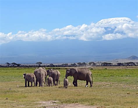 Kilimanjaro elephants — Stock Photo © kyslynskyy #50011309