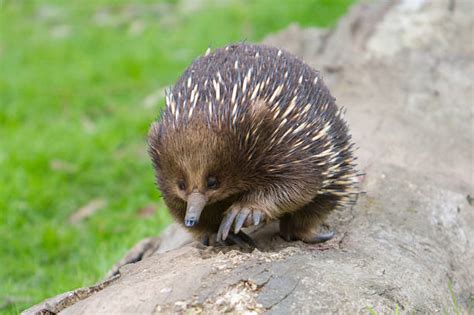 Spiny Anteater Stock Photos, Pictures & Royalty-Free Images - iStock