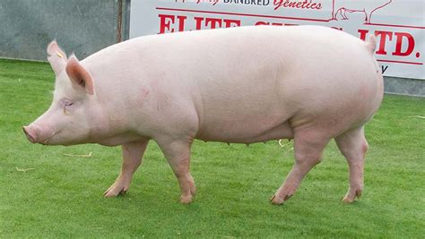 Difference between a Landrace and Large White Pig - Pig Farming in ...