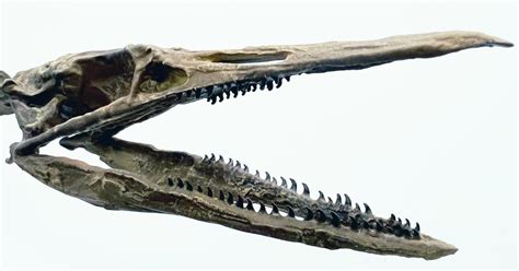 State Museum Adds New Fossil to Collection | South Carolina State Museum