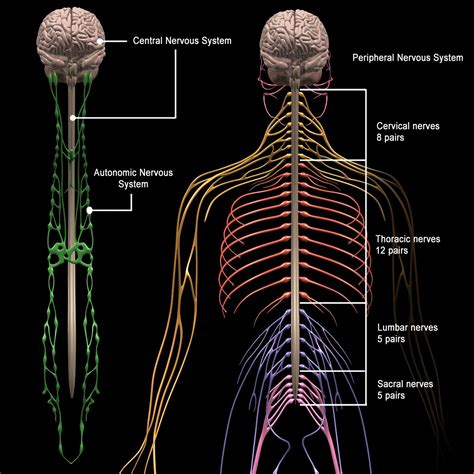 Human Anatomy Brain & Nervous System – MotionCow