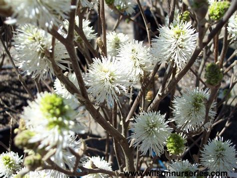 Dwarf Fothergilla – Wilson Nurseries