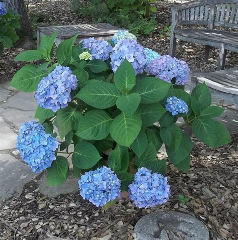 Hydrangea macrophylla 'Blue' - Boething Treeland Farms