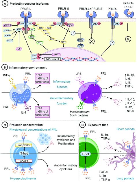 Factors that regulate the function of prolactin. (A) The image ...