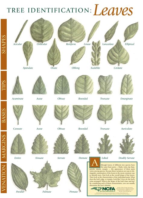 Education Materials | North Carolina Forestry