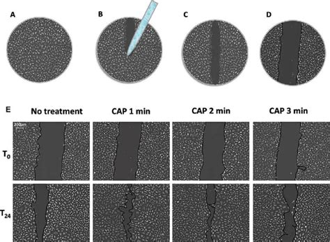 In vitro scratch wound healing assay method. (A) Cells were seeded in a ...