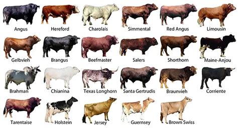 List of Cattle Breeds in the World - Livestocking