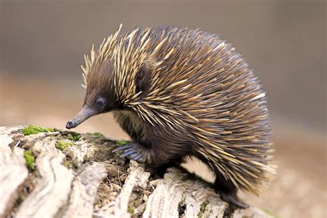 Absurd Creature of the Week: Forget the Platypus. The Echidna Is the ...