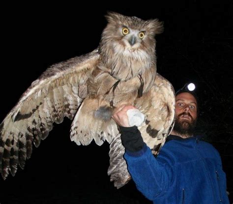 Blakiston's fish owl ~ Everything You Need to Know with Photos | Videos