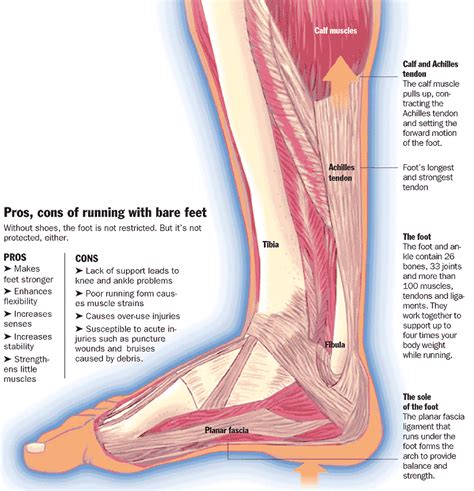 The muscles of the foot used in barefoot running. The negatives are ...