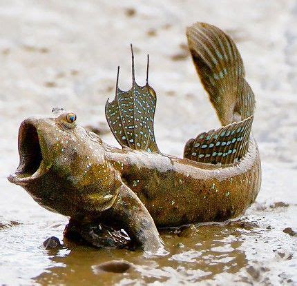 Mudskipper feeding time. Ignore the budgie/filter/mum eating breakfast ...