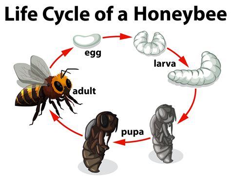 Honey Bees Life Cycle And Report Bee Life Cycle Honey Bee Life Cycle ...