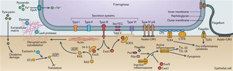 Pseudomonas Aeruginosa Infection