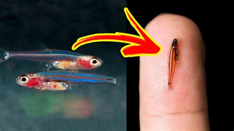 Worlds Smallest Fish