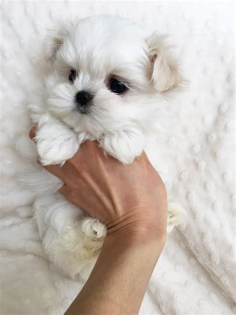 Teacup Maltese Puppy for sale! | iHeartTeacups