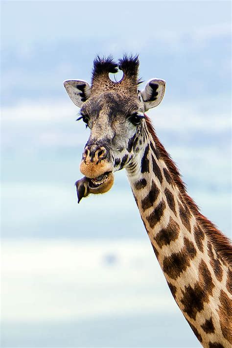 See this giraffe get dental treatment... from a bird | Nature | News ...