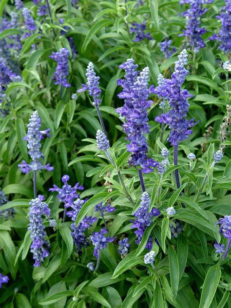 Blue salvia ‘Signum’ | Garden Housecalls